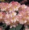 Rhododendron Hybride Percy Wiseman